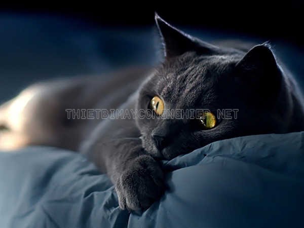 mơ thấy mèo đen là điềm gì