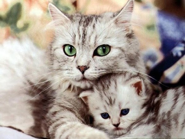 mơ thấy mèo mẹ và mèo con