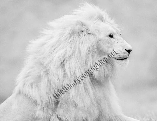 mơ thấy sư tử trắng