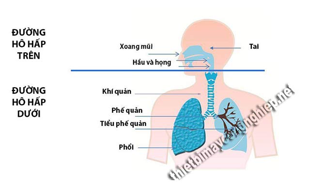 hô hấp là gì sinh học 8